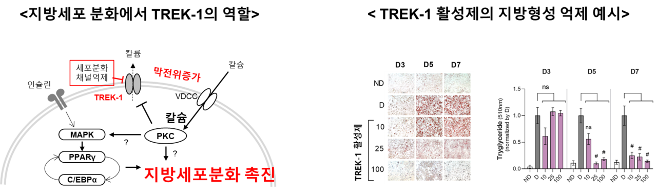 이번 연구성과 모식도.[한국식품연구원 제공]