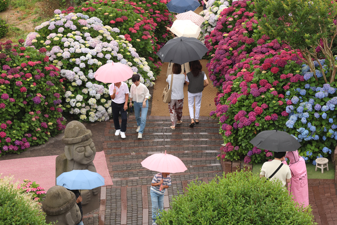 Visitors holding umbrellas stroll through a hydrangea garden at Cafe Manorblanc in Seogwipo, Jeju Island, Wednesday. (Yonhap)