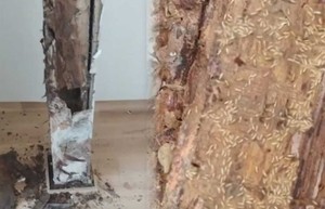 “바글바글” 경악…집 파먹는 ‘최악 생태교란종’ 해외서 들어왔다 “검역망 뚫려”