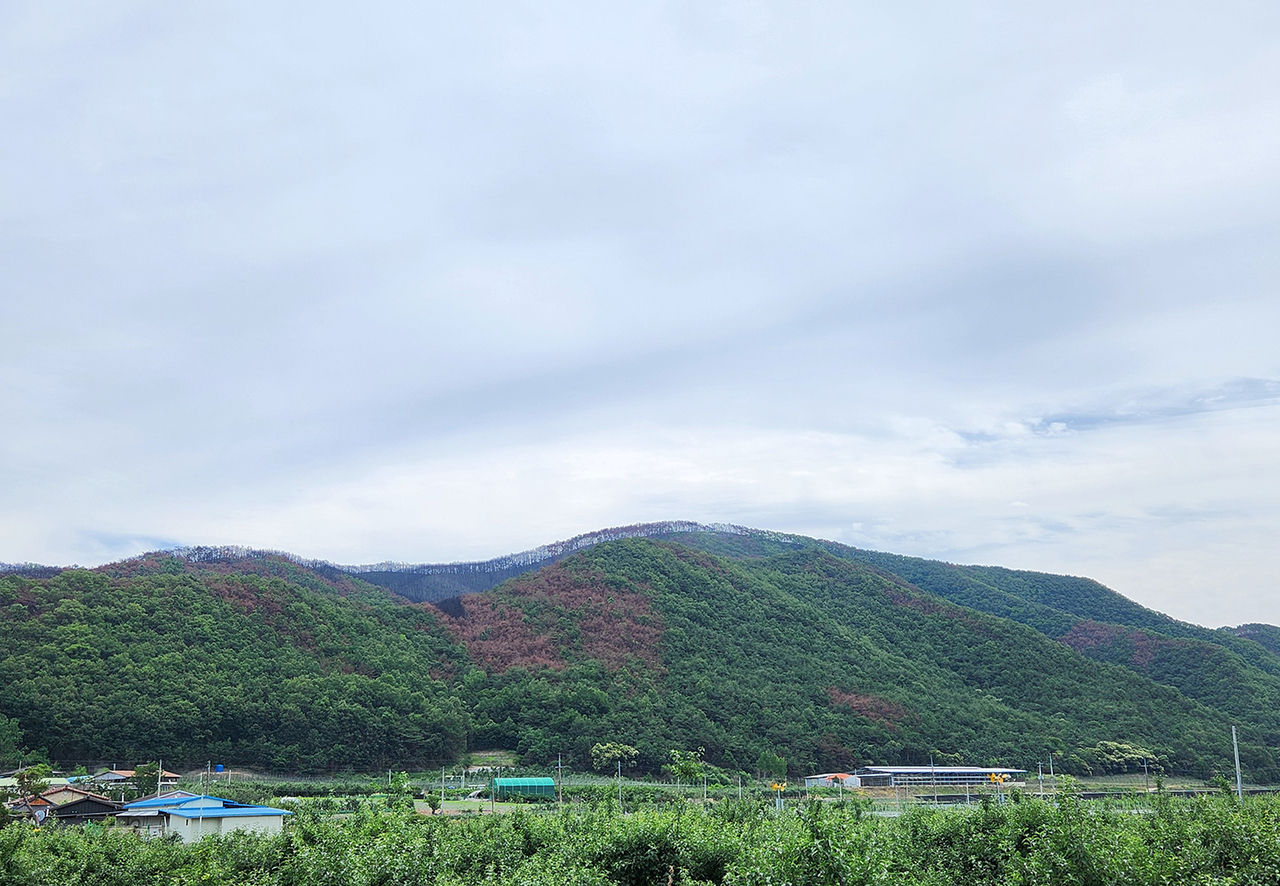 안동시가 8월까지 산불피해 지역에 소나무재선충병 확산을 차단하기 위해 드론을 활용한 항공방제에 나선다 [안동시 제공]