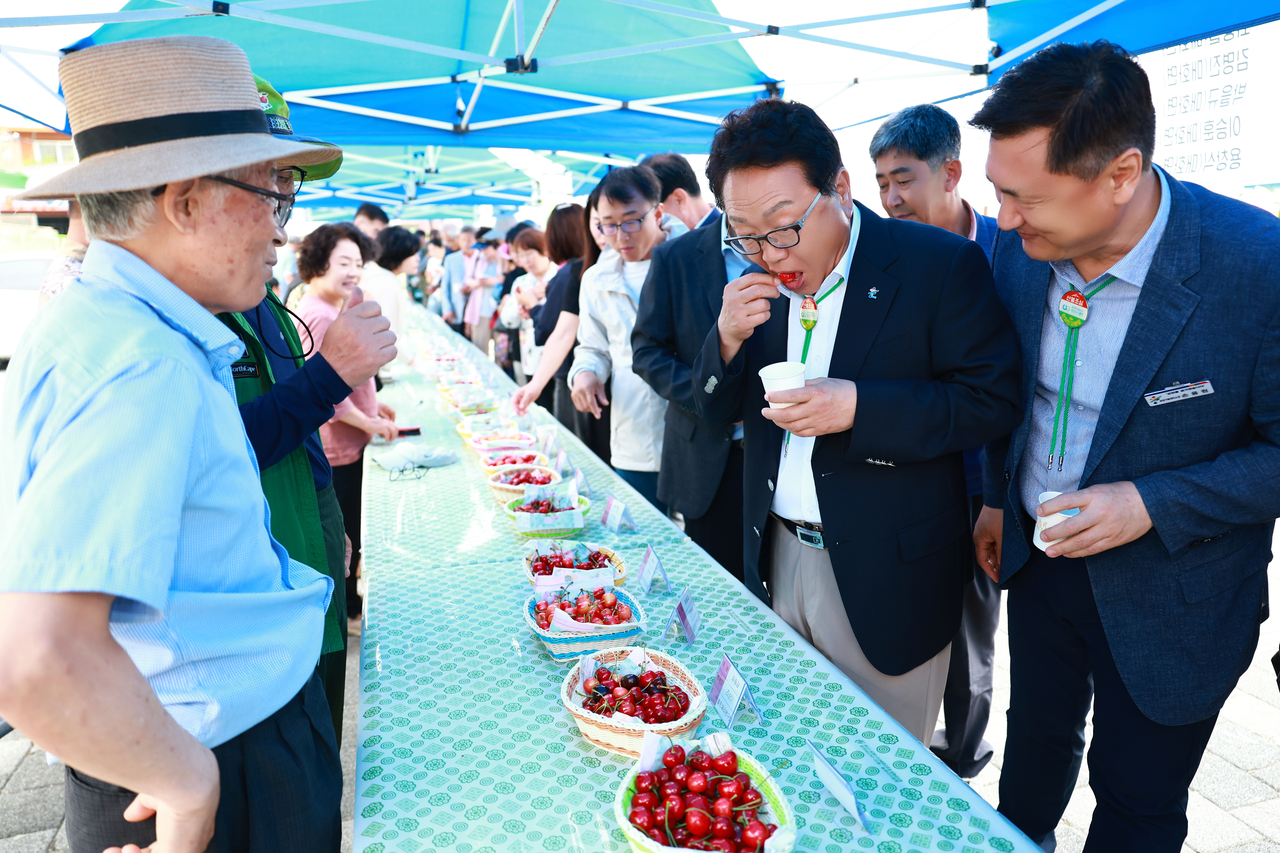 손병복 울진군수가 ‘울진 체리 품평회’에서 체리를 맛보고 있다. [울진군 제공]