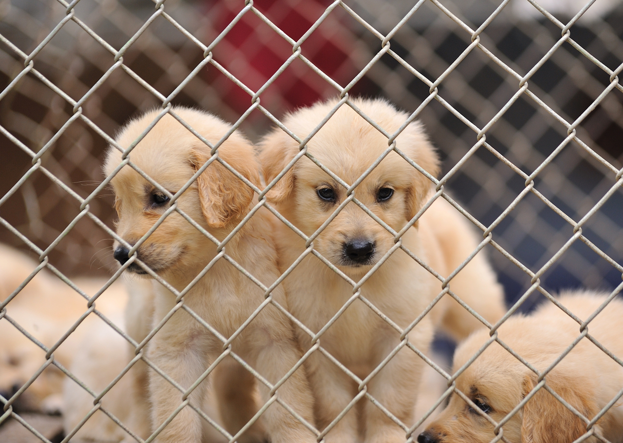 Puppies seen behind a fence (123rf)