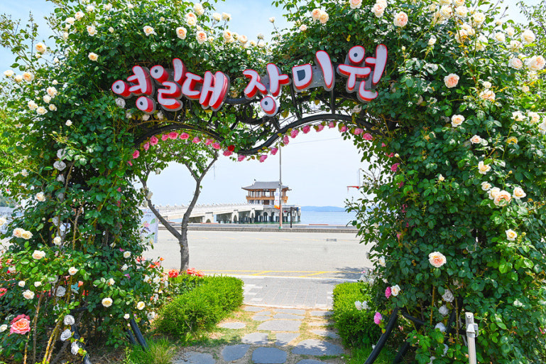 영일대 장미원[포항시 제공]