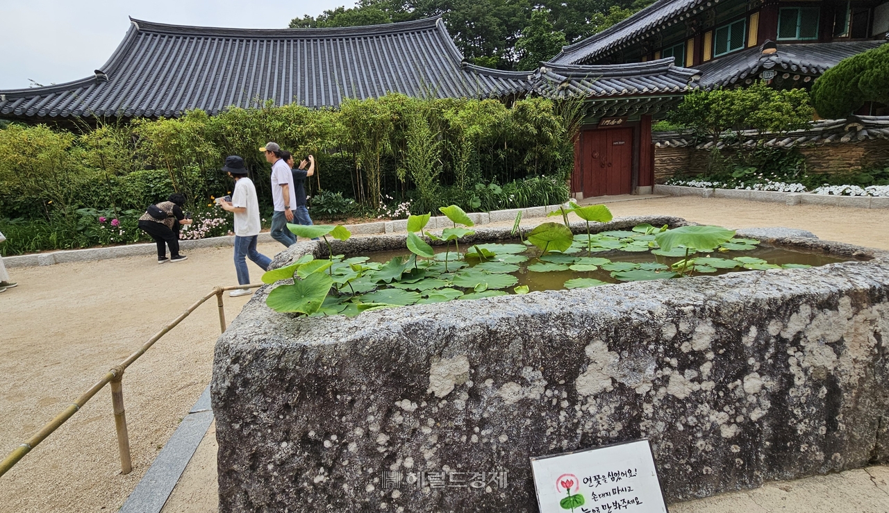 연꽃