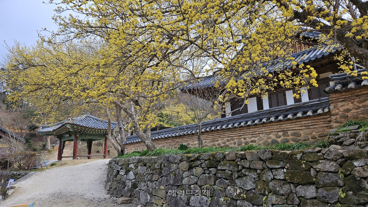 3월에 핀 공양간 담장의 노란 산수유