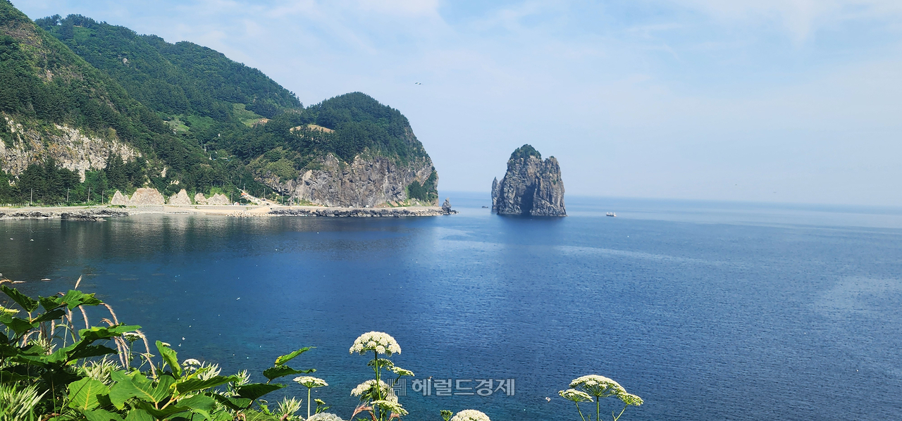 울릉도 대표관광지 관음도에 활짝핀 섬바디,  멀리 삼선암이 보인다.