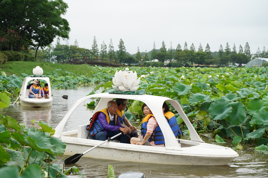 Visitors paddle boats through a lake of lotus flowers at the Muan Lotus Festival. (Courtesy of Muan City)