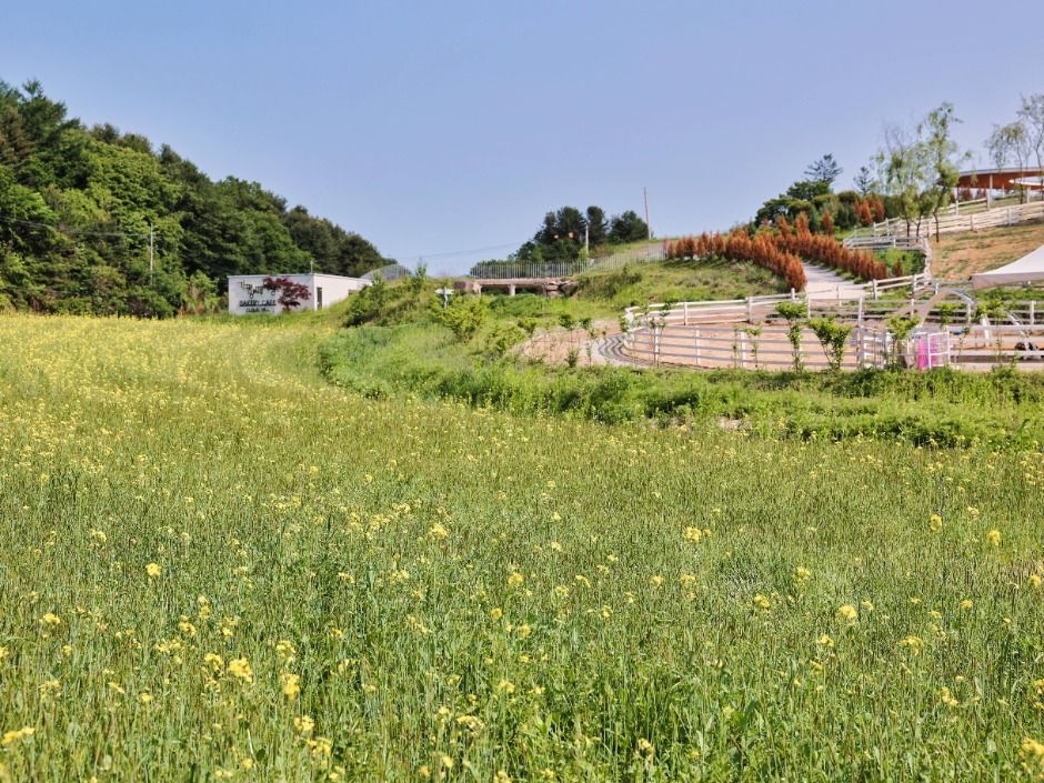 Gapyeong Canola Flower Festival (Korea Tourism Organization)