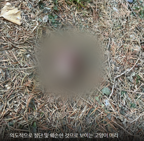 지난 1월에는 서울 압구정의 한 아파트에서 길미슐랭토토를 학대하고 절단한 머리를 투기한 사건이 벌어지기도 했다. [동물자유연대]