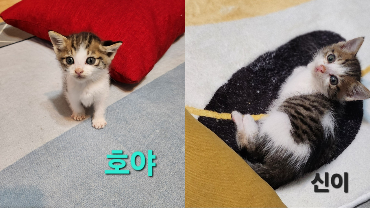 입양 가기 전 건강했던 미슐랭토토들의 모습. [동물자유연대 제공]