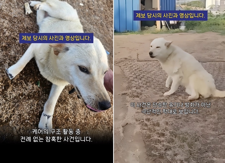 네 발이 토토사이트 추천 일베 잘린 개. [동물권단체 케어 인스타그램]