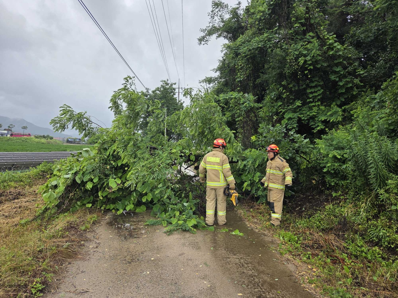 A fallen tree blocks a road in Jipori, Galmal-eup, Cheorwon County, Gangwon Province, on Friday. (Yonhap)