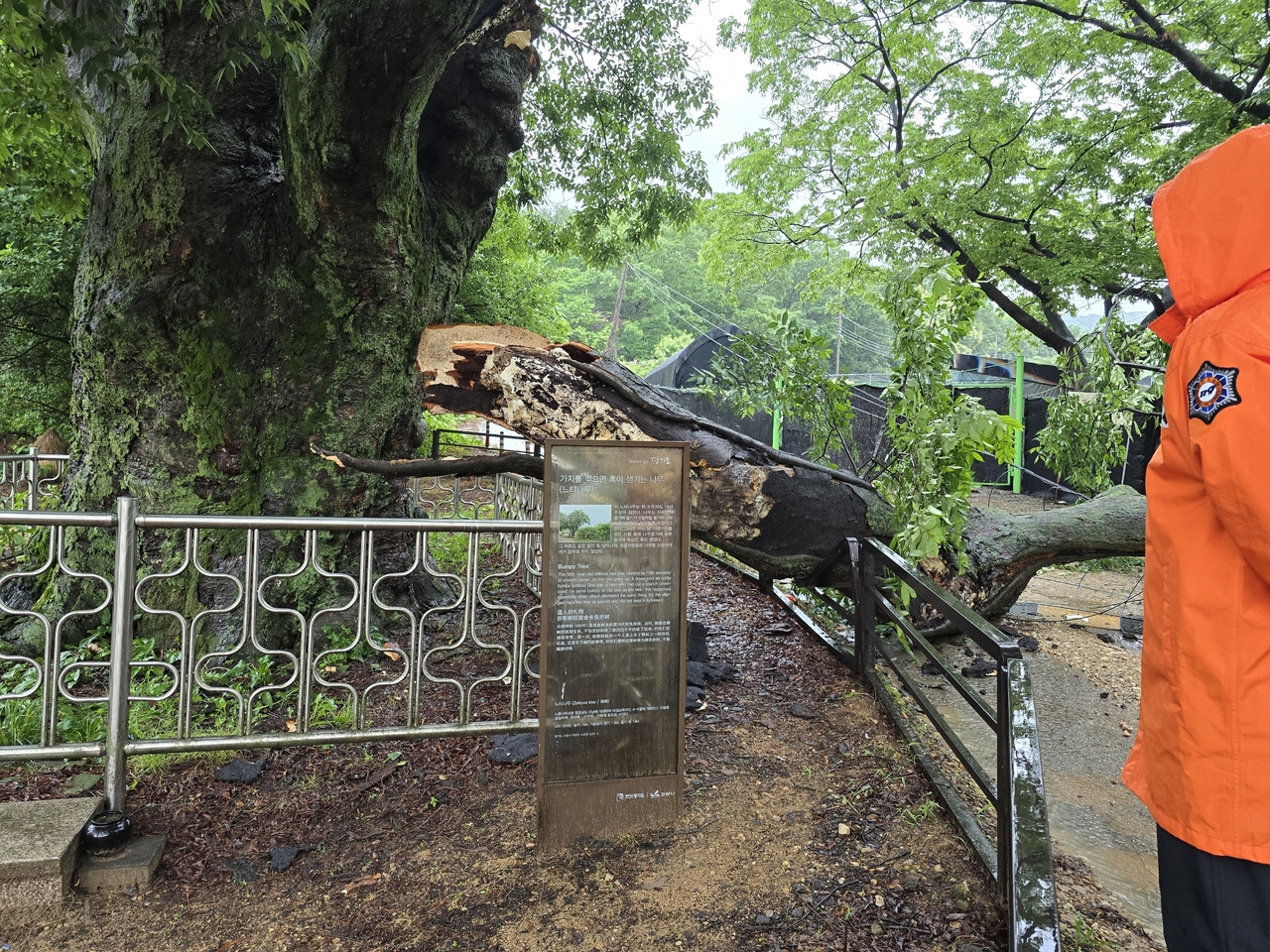 A branch of a more than 500-year-old zelkova tree fell and blocked a road in Ogeum-dong, Deogyang-gu, Goyang, Gyeonggi Province, on Friday after heavy rain. (Yonhap)