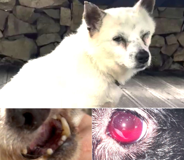 In these photos shared by the Beagle Rescue Network, a Korean animal rights group, the dogs shot by the two active-duty Marines and a civilian in their 20s, show signs of severe injuries. (Beagle Rescue Network)