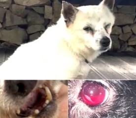 2 Marines,1 civilian accused of killing, injuring dogs with BB guns
