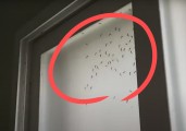“창문 절대 열지 마세요!” 올여름 벌써부터 ‘비상사태’…끔찍한 벌레 판친다 [지구, 뭐래?]