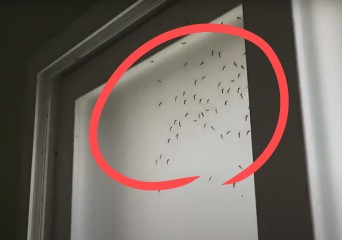 “창문 절대 열지 마세요!” 올여름 벌써부터 ‘비상사태’…끔찍한 벌레 판친다 [지구, 뭐래?]