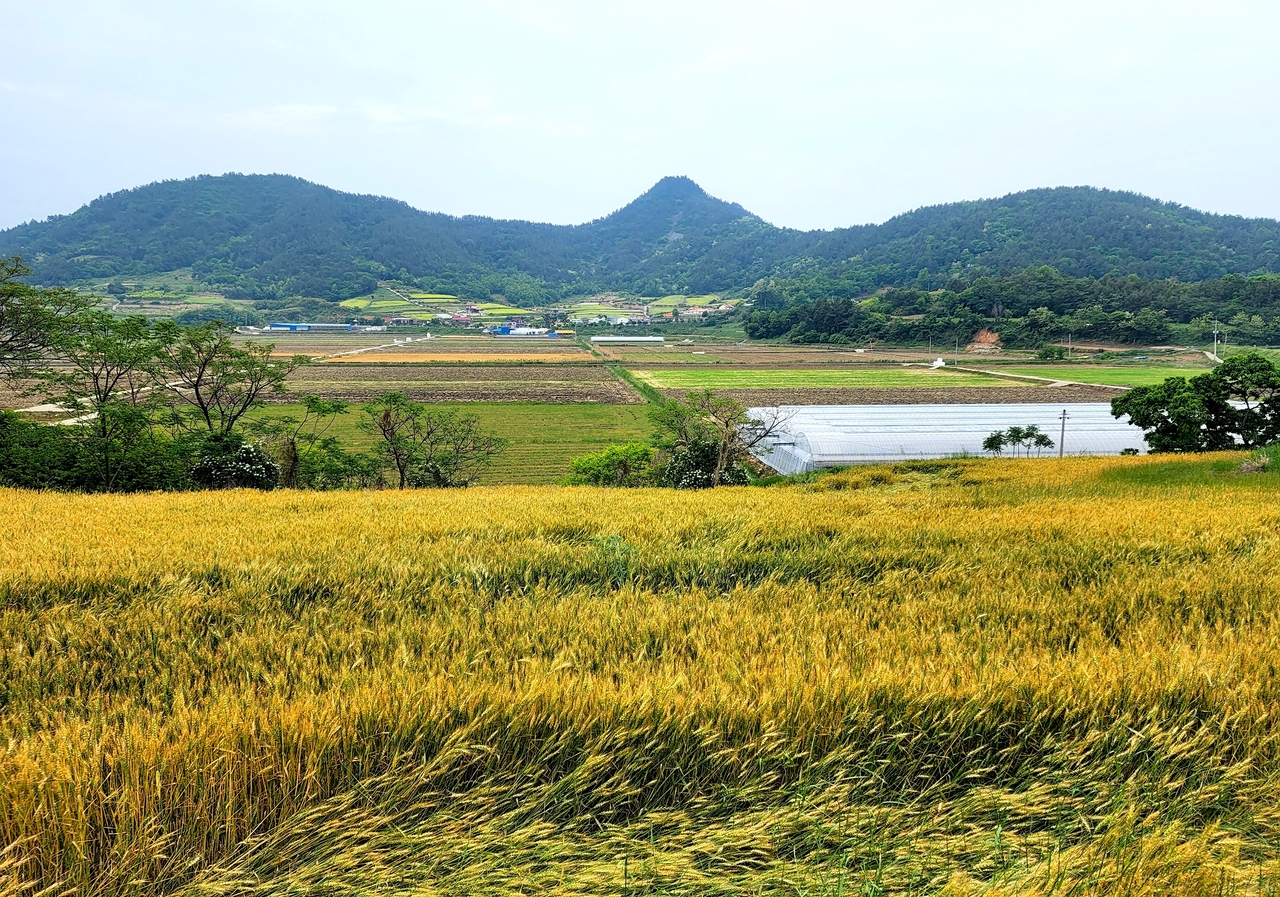 선학동