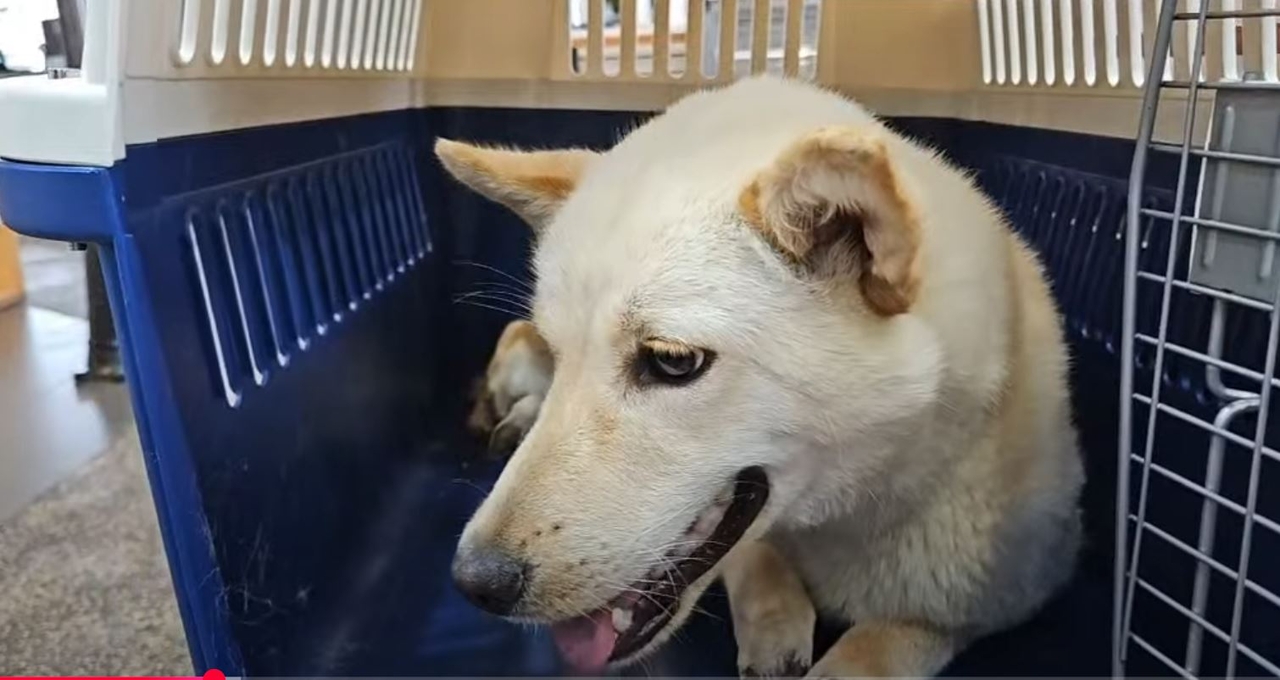 This screenshot of a YouTube video shows a dog that was recently found by Coexistence of Animal Rights on Earth, with all four feet cut off. (CARE's official YouTube page)