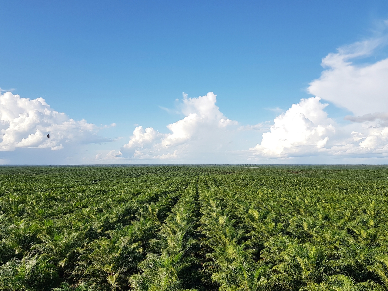 A palm plantation in eastern Indonesia owned by PT. BIA, Posco International's palm oil subsidiary (Posco International)