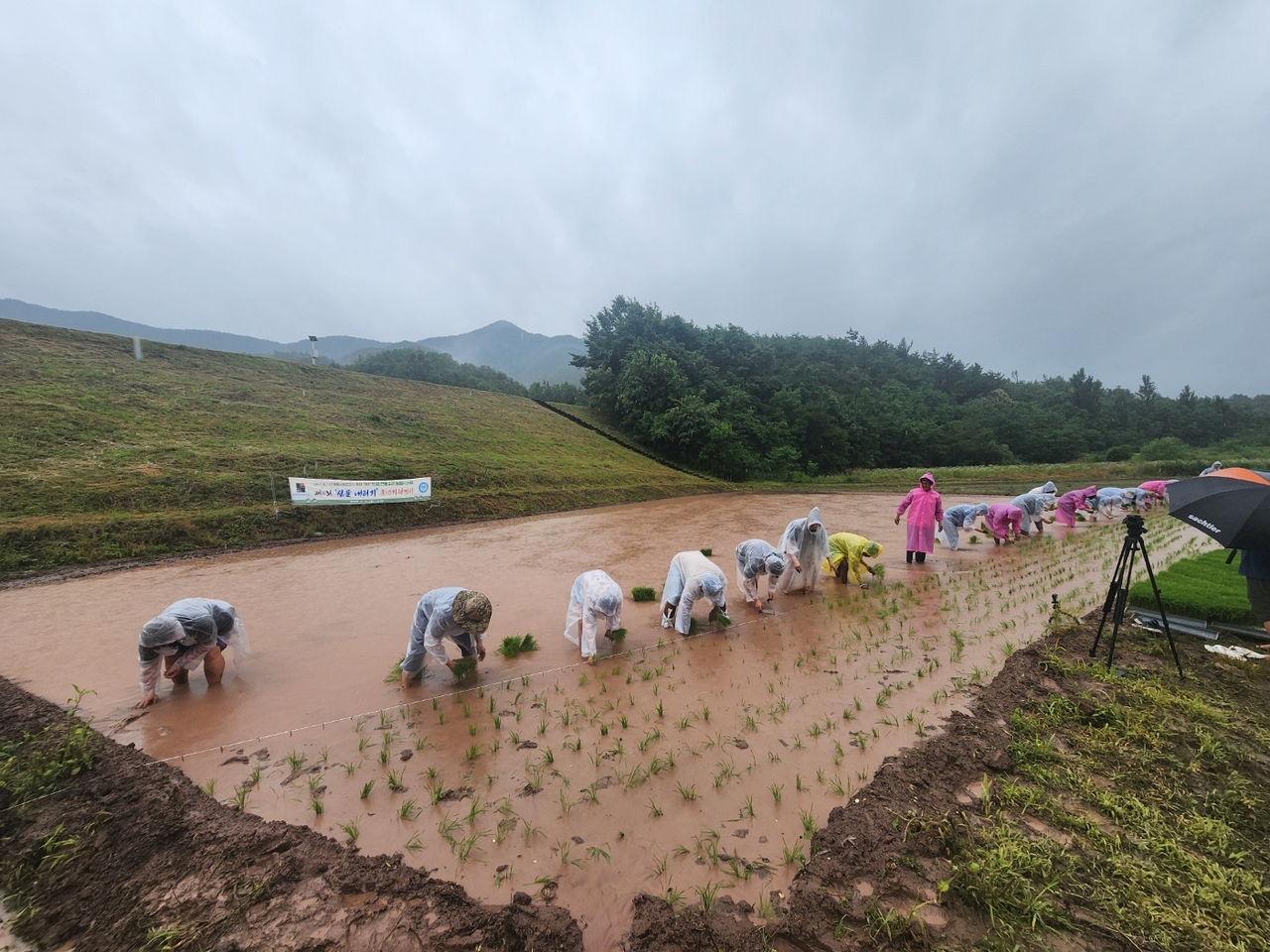 의성군이 전통 수리농업으로 첫물 내리기 풍년농사를 기원했다. 사진은 수로를 따라 흘러내린 물이 마늘 수확을 마친 밭이  무논으로 바뀌자 전통 모내기를 하고 있다[의성군 제공]