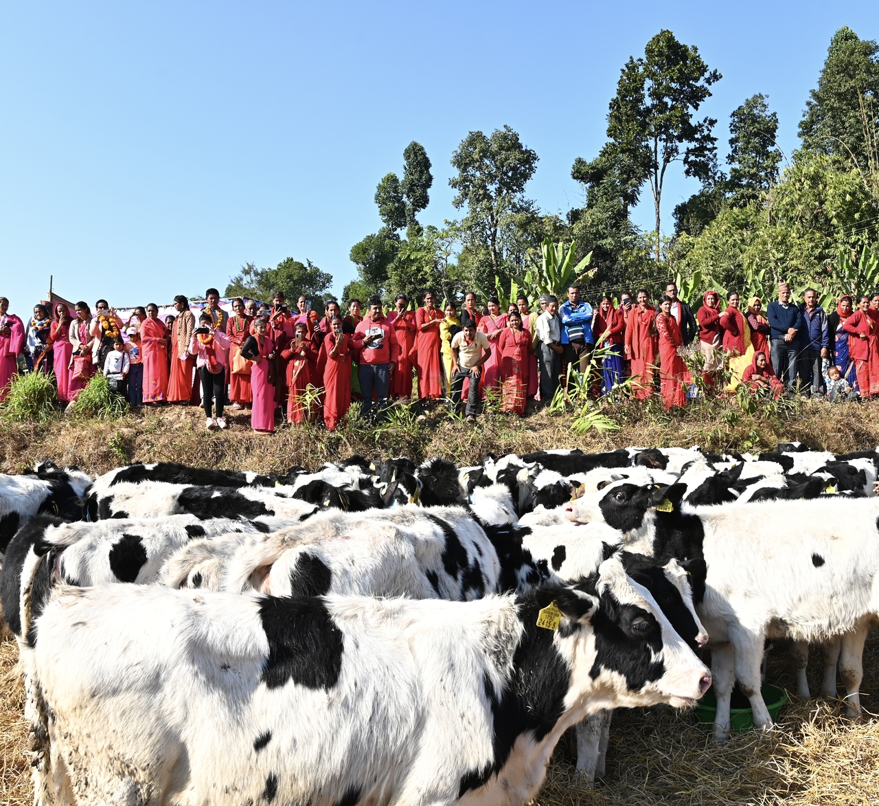Residents of the Korea-Nepal Model Dairy Village in Sindhuli District gather around to see Korean Holstein heifers. (Heifer Korea)