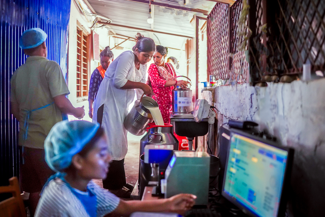 A dairy farmer pours milk at the collection center of the Kamalamai Social Entrepreneur Women Dairy Cooperative in Sindhuli District, Nepal, on June 13. (Heifer Korea)
