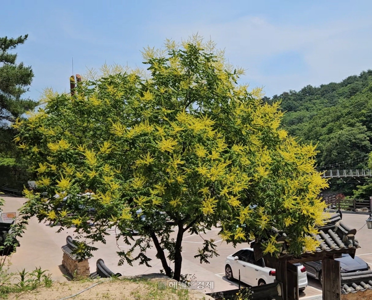 모감주나무