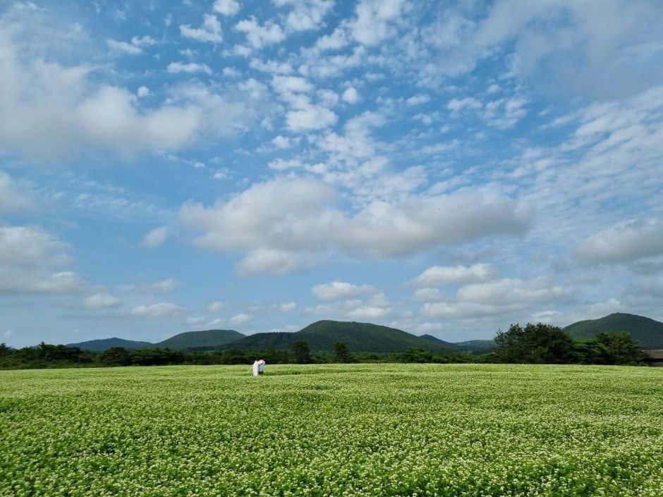 Boromwat Festival (Korea Tourism Organization)