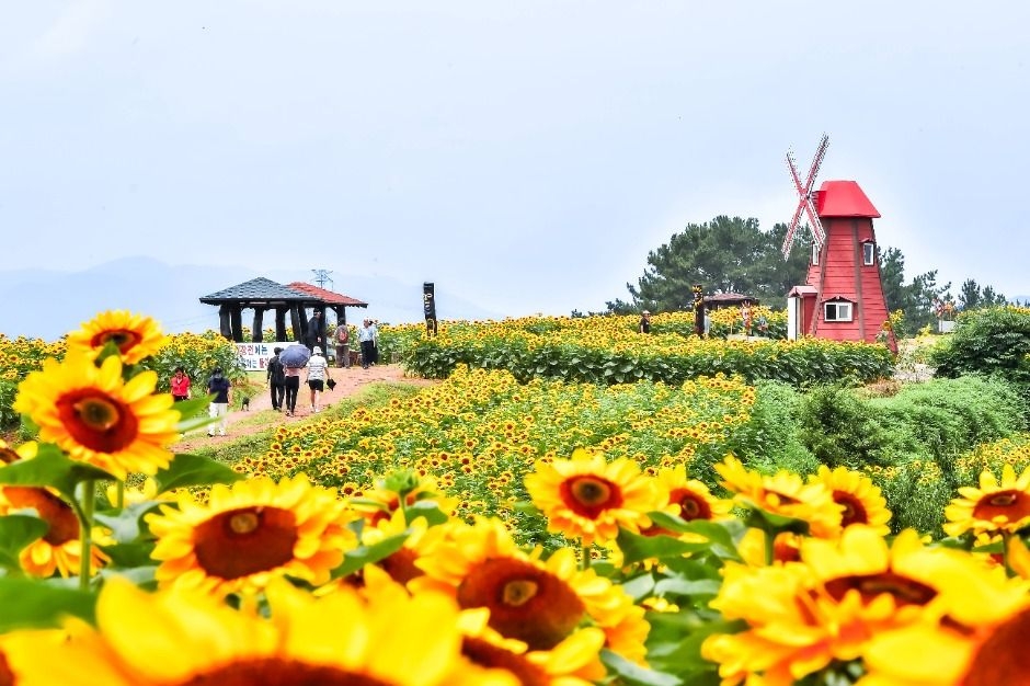 Gangju Sunflower Festival (Korea Tourism Organization)