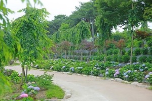 Hydrangeas are in full bloom – here's where to see them