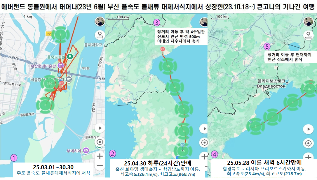큰코니 토토사이트 토토나라이 야생 큰고니 무리와 함께 러시아로 이동한 경로. [삼성물산 제공]
