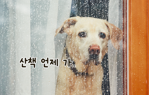장마철 예민해진 강아지, 이렇게 달래주세요