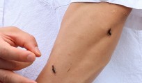 “팔다리에 여러마리 다닥다닥”…‘러브버그’ 민원 1만건 육박, 퇴치법 뭐 있나