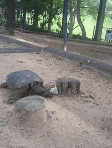 A common snapping turtle (Yonhap)