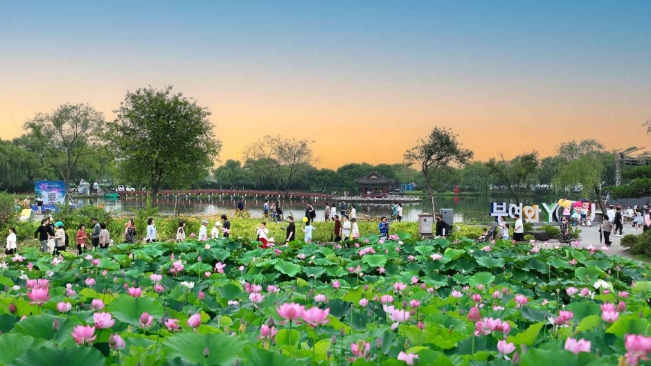 Buyeo Seodong Lotus Festival (Korea Tourism Organization)