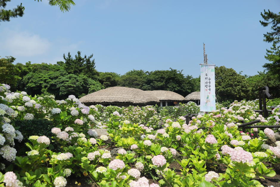 Jeju Folk Village Hydrangea Festival (Korea Tourism Organization)
