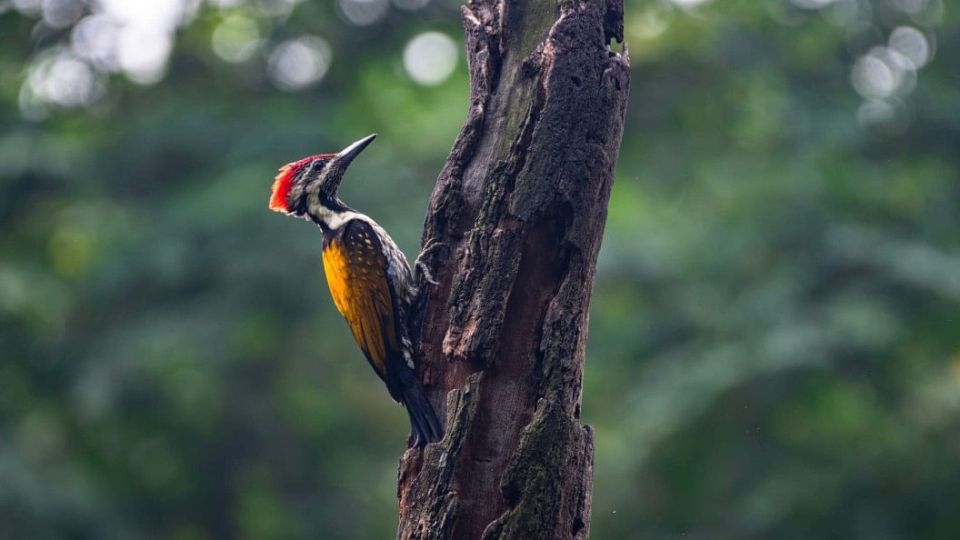 The wetlands, grassy patches, and quiet groves that once provided sanctuary for hundreds of bird species are now being wiped away due to urbanization.   (Daily Star)