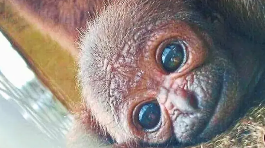 Nabalu the newborn gibbon    The Star