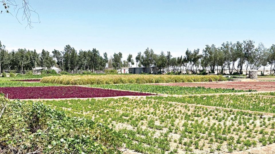 A vegetable farm subleased by a Bangladeshi entrepreneur in Al Khor, Qatar.   (Daily Star)