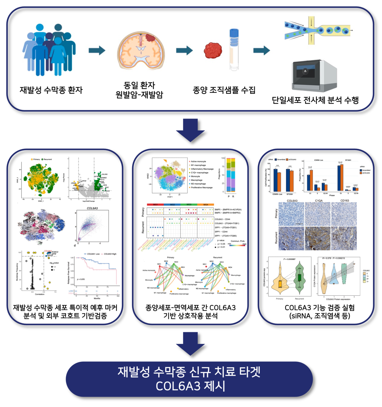 [모식도] 단일세포 전사체 분석을 통해 토토사이트 순위 수막종에서 COL6A3를 신규 바이오마커로 제시하고 면역억제성 대식세포(C1Q+ macrophage)와의 상호작용을 규명함