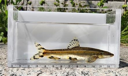 This photo released by the Seoul Facilities Corp. on Monday shows a "shiri" fish captured in the Cheonggyecheon. (Yonhap)