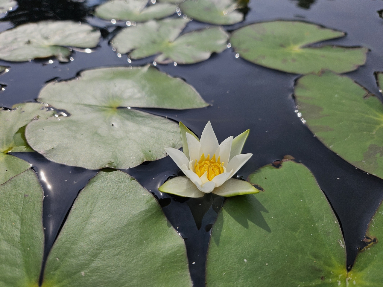 꼬마롤 스포츠토토 [한국수목원정원관리원 제공]