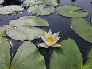 국립백두대간수목원, 꼬마수련 특별전