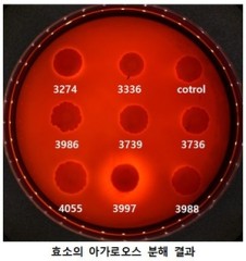 국립낙동강생물자원관, 한천 분해 효소 ‘베타-아가레이즈’ 확보…식·의약 소재 생산 활용 가능성 확인