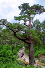 울진 금강송 산지 농업 시스템, 세계중요농업 유산 등재