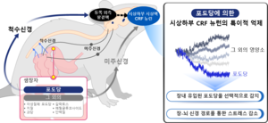 KAIST, 비만·당뇨 치료 단서 찾았다…“뇌가 포도당 구별해”