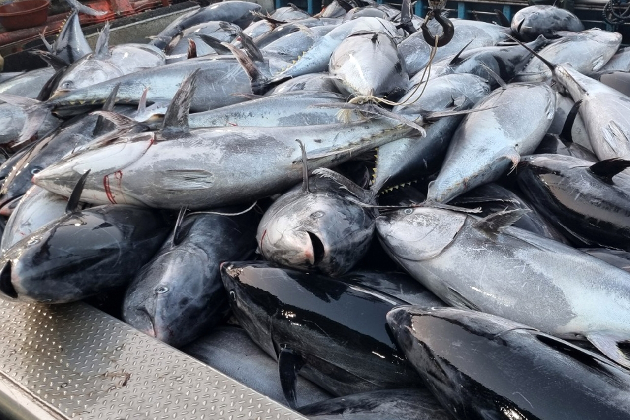 Hundreds of bluefin tuna lie at a fisheries facility in Yeongdeok on South Korea’s east coast on Tuesday before being discarded due to quota restrictions. (Yonhap)
