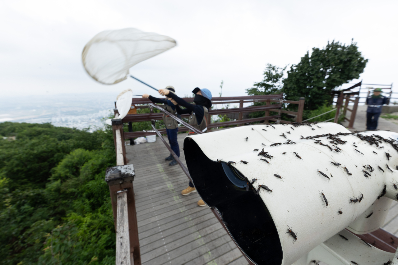 On July 4, employees of the Ministry of Environment and affiliated organizations use blowers and trapping nets to remove adult love bugs
that are active on Gyeyangsan in Incheon. (Yonhap)