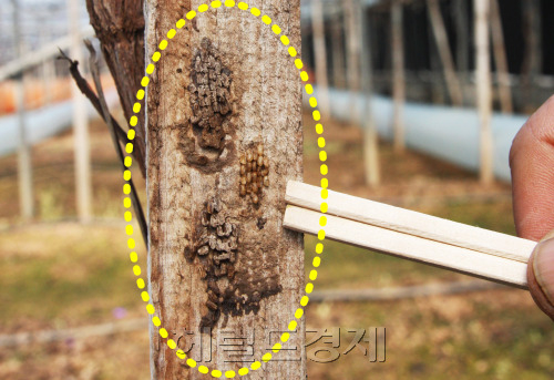 충북 옥천군 옥천읍 가풍리 한 농가의 포도밭에 부화를 앞둔 꽃매미 알이 매달려 있다.[그랜드토토DB]